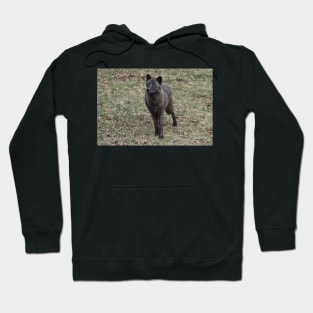 Black Wolf Hoodie